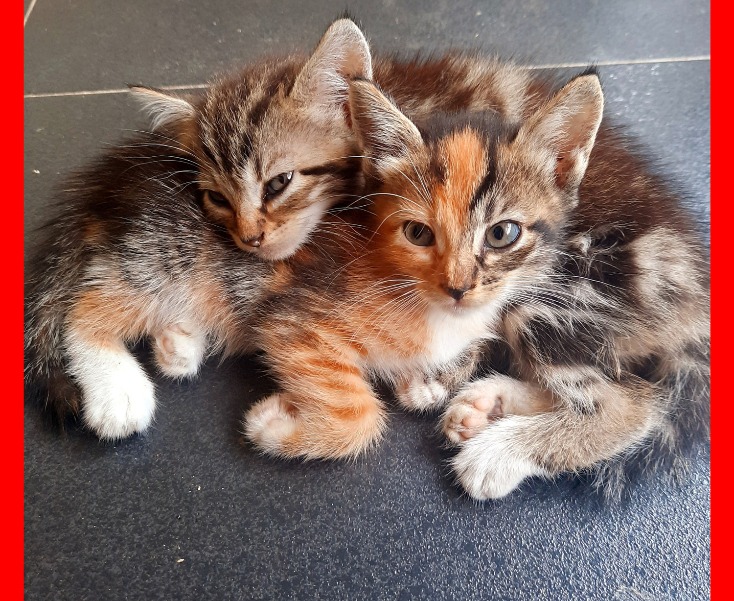 Feline Naturals