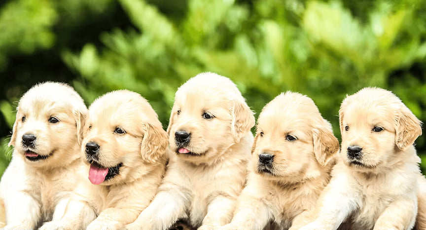 Canine Naturals